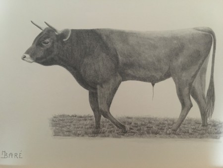 dessin au crayon animal "le taureau"